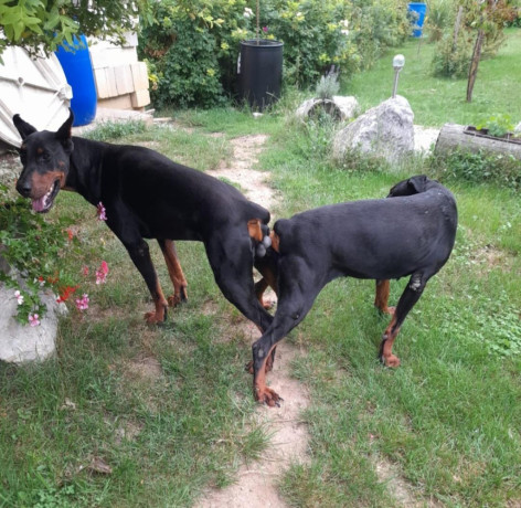 dobermann-big-2