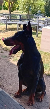 dobermann-big-0