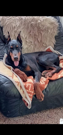 dobermann-big-1