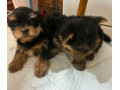 steniatk-yorksirskeho-teriera-small-3
