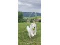 samojed-steniatka-s-pp-a-vynikajucim-rodokmenom-small-0