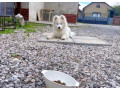 samojed-steniatka-s-pp-a-vynikajucim-rodokmenom-small-2