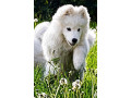 samojed-steniatka-s-pp-a-vynikajucim-rodokmenom-small-3