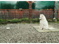 samojed-steniatka-s-pp-a-vynikajucim-rodokmenom-small-1