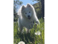 samojed-steniatka-s-pp-a-vynikajucim-rodokmenom-small-4