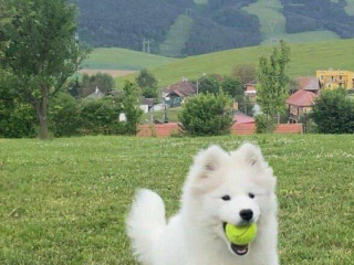 samojed-steniatka-s-pp-a-vynikajucim-rodokmenom