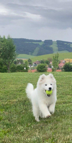 samojed-steniatka-s-pp-a-vynikajucim-rodokmenom-big-0