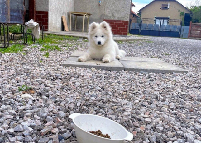 samojed-steniatka-s-pp-a-vynikajucim-rodokmenom-big-2
