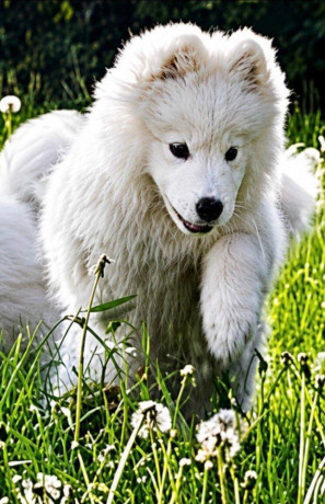 samojed-steniatka-s-pp-a-vynikajucim-rodokmenom-big-3