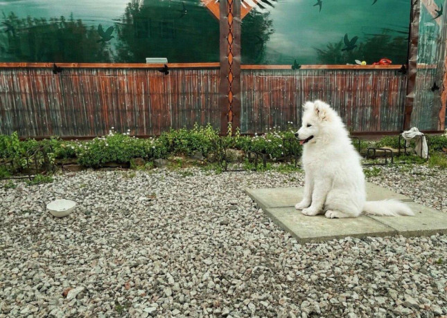 samojed-steniatka-s-pp-a-vynikajucim-rodokmenom-big-1