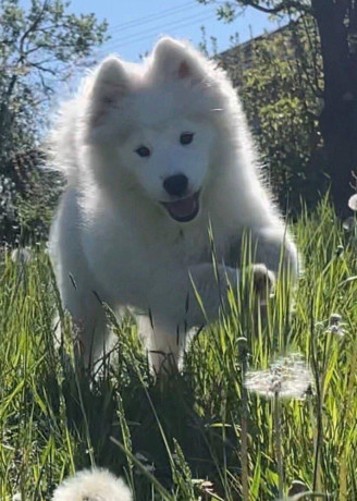 samojed-steniatka-s-pp-a-vynikajucim-rodokmenom-big-4
