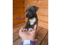 staford-small-1