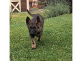 steniatko-small-2