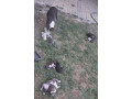 predam-steniatka-staforda-amstaff-small-2