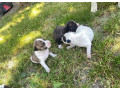 predam-steniatka-staforda-amstaff-small-0