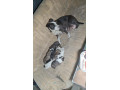 predam-steniatka-staforda-amstaff-small-4