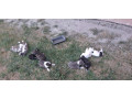 predam-steniatka-staforda-amstaff-small-3