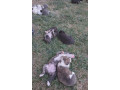 predam-steniatka-staforda-amstaff-small-1