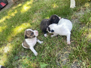 predam-steniatka-staforda-amstaff