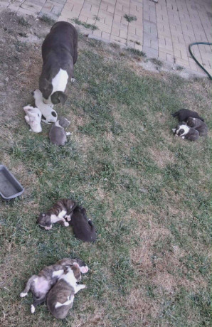 predam-steniatka-staforda-amstaff-big-2