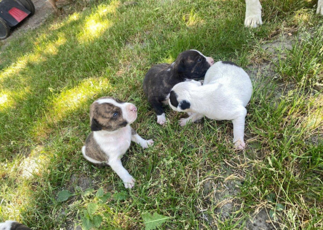 predam-steniatka-staforda-amstaff-big-0