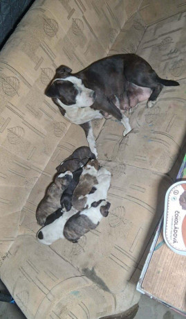 predam-steniatka-staforda-amstaff-big-4