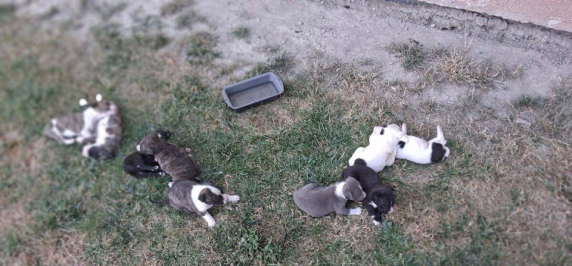 predam-steniatka-staforda-amstaff-big-3