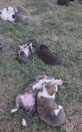 predam-steniatka-staforda-amstaff-big-1