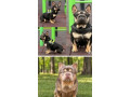 predam-kotnu-fenku-francuzsky-buldocek-small-0