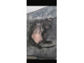 francuzsky-buldocek-small-1