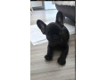 francuzsky-buldocek-small-0