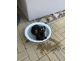 francuzsky-buldocek-small-2