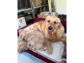zlaty-retriever-small-1