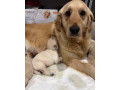 zlaty-retriever-small-2