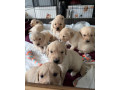 zlaty-retriever-small-0