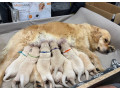zlaty-retriever-small-3