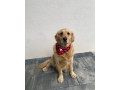 zlaty-retriever-small-4