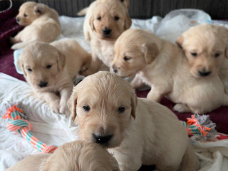 zlaty-retriever