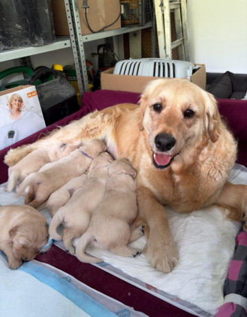 zlaty-retriever-big-1