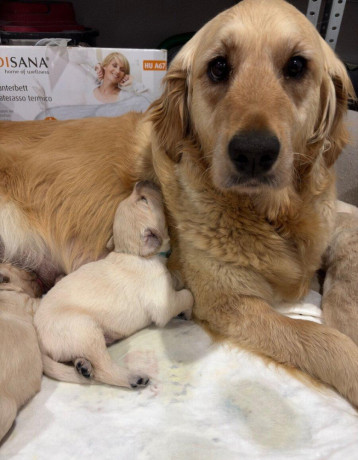 zlaty-retriever-big-2