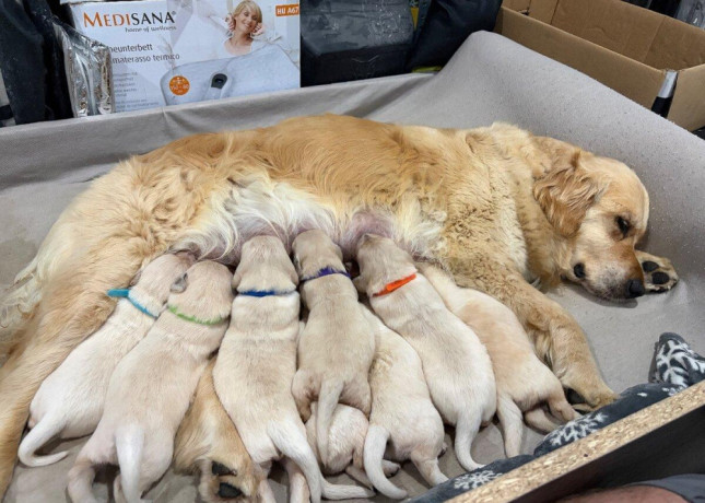 zlaty-retriever-big-3