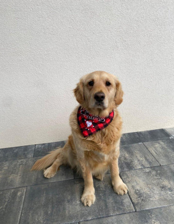 zlaty-retriever-big-4