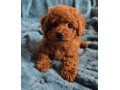 toy-pudel-small-3