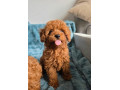 toy-pudel-small-0