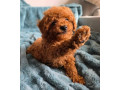 toy-pudel-small-2