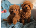 toy-pudel-small-4