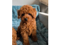 toy-pudel-small-1