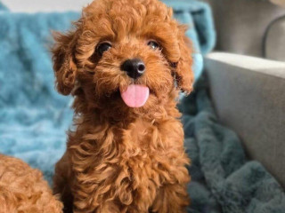 toy-pudel