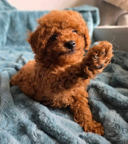 toy-pudel-big-2