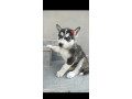 steniatko-sibirsky-husky-small-0
